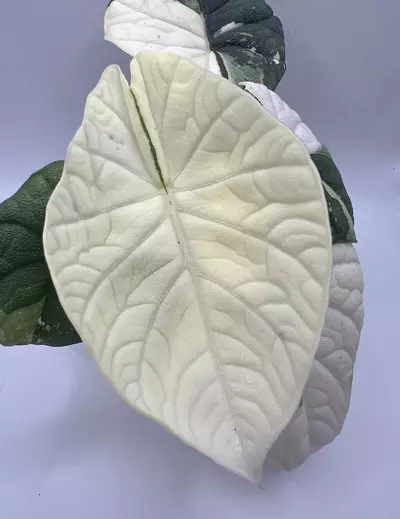 plant/Alocasia Melo Albo Corm-0-thumbnail