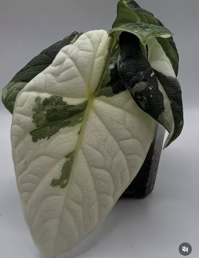 plant/Alocasia Melo Albo Corm-2-thumbnail