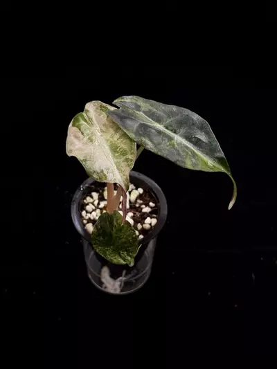 plant/Pink tricolor Venom-2-thumbnail