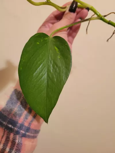 plant/Hawaiian Pothos Rooted Cutting-3-thumbnail