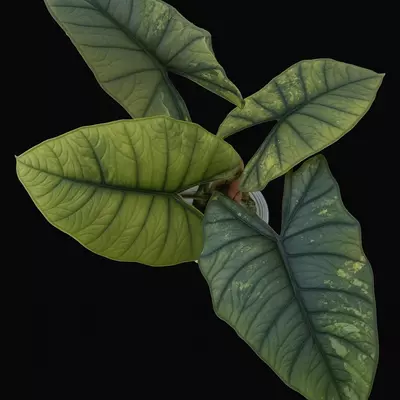 plant/Alocasia Platinum Aurea-0-thumbnail