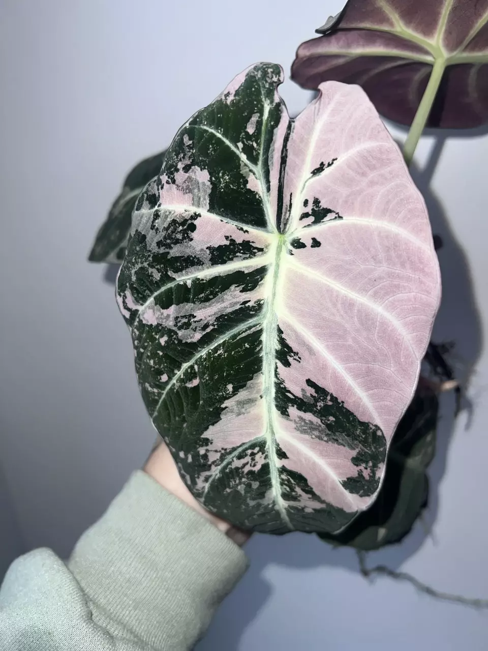 plant/Alocasia Black Velvet Pink Corms-0