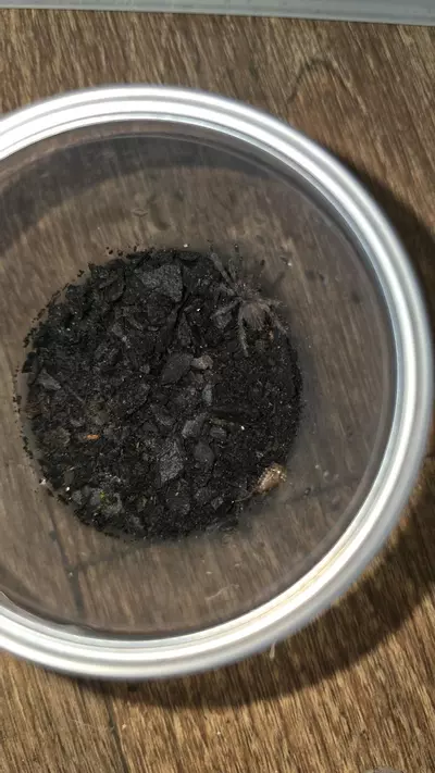 plant/Brazilian Blue dwarf Beauty (Dolichothele diamantinensis) 3/4"-0-thumbnail