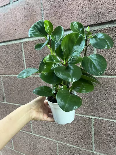 plant/4” Peperomia Green-2-thumbnail