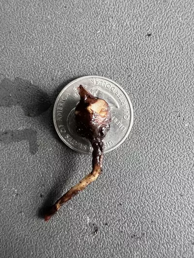 plant/Alocasia Melo Albo Corm-6-thumbnail