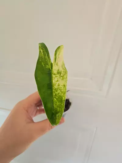 plant/Alocasia Zebrina Tricolor corm - grower's choice-0-thumbnail