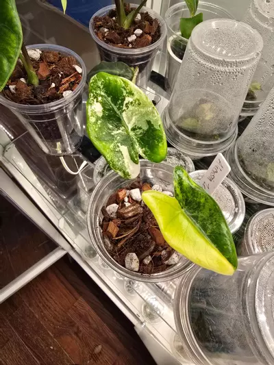 plant/Alocasia Zebrina Tricolor corm - grower's choice-2-thumbnail