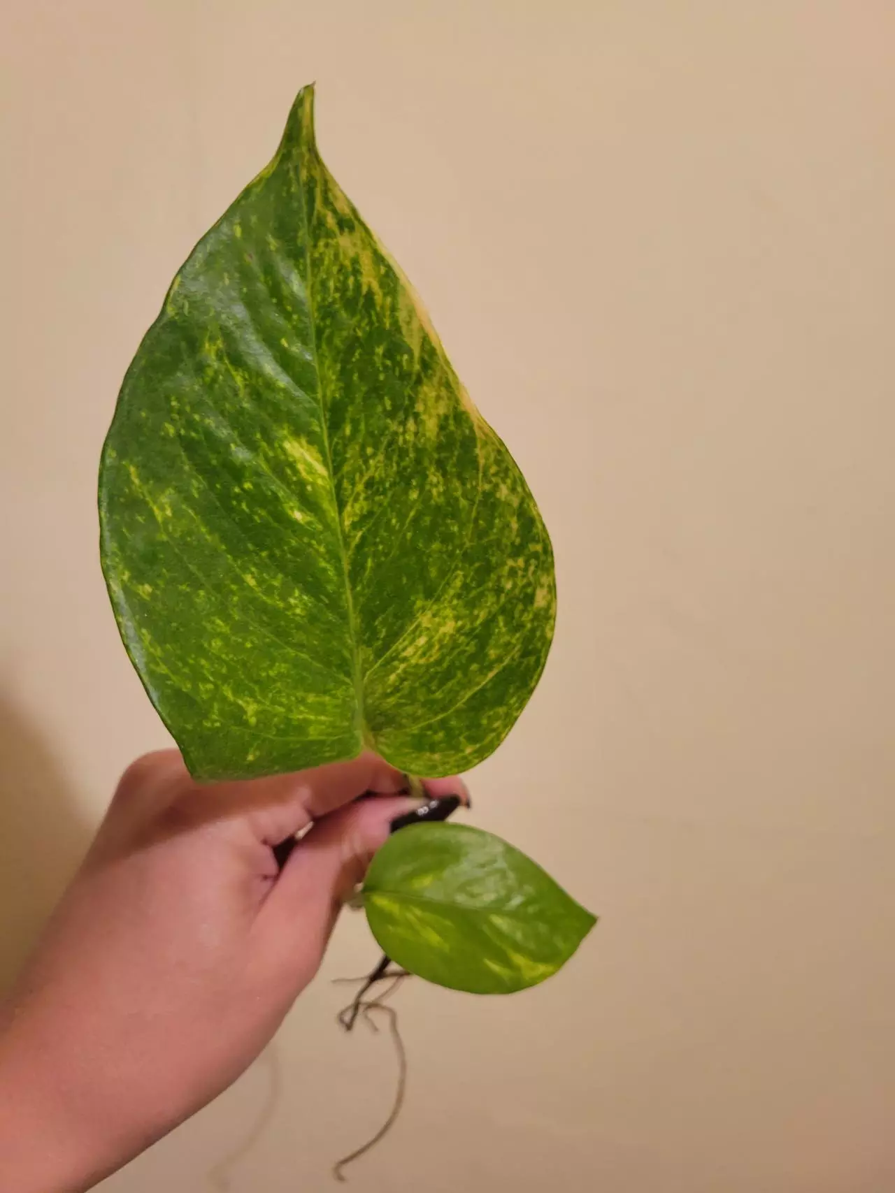plant/Hawaiian Pothos Rooted Cutting-0