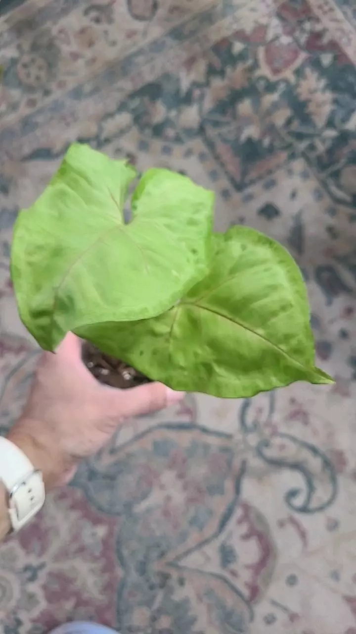 plant/Berry Allusion Syngonium 3.25" 12-047-0