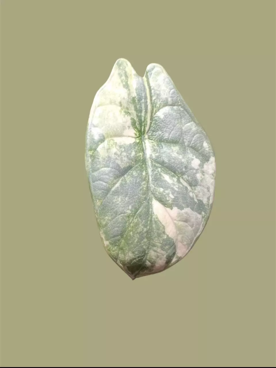 plant/Corm A - Aurea Variegated Alocasia Silver Dragon-0