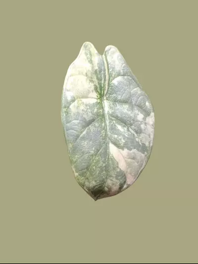 plant/Corm A - Aurea Variegated Alocasia Silver Dragon-0-thumbnail