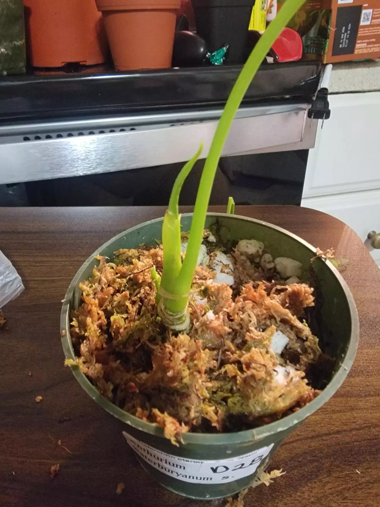 plant/Anthurium Waterburyanum (new emergent on the way)-1