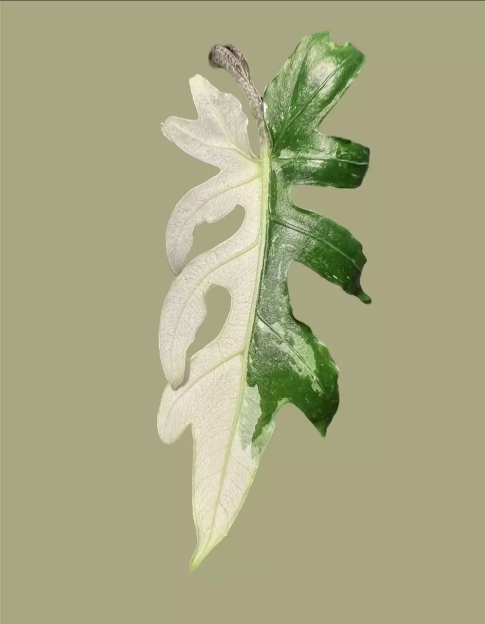 plant/Corm B - Albo Variegated Alocasia Brancifolia-0