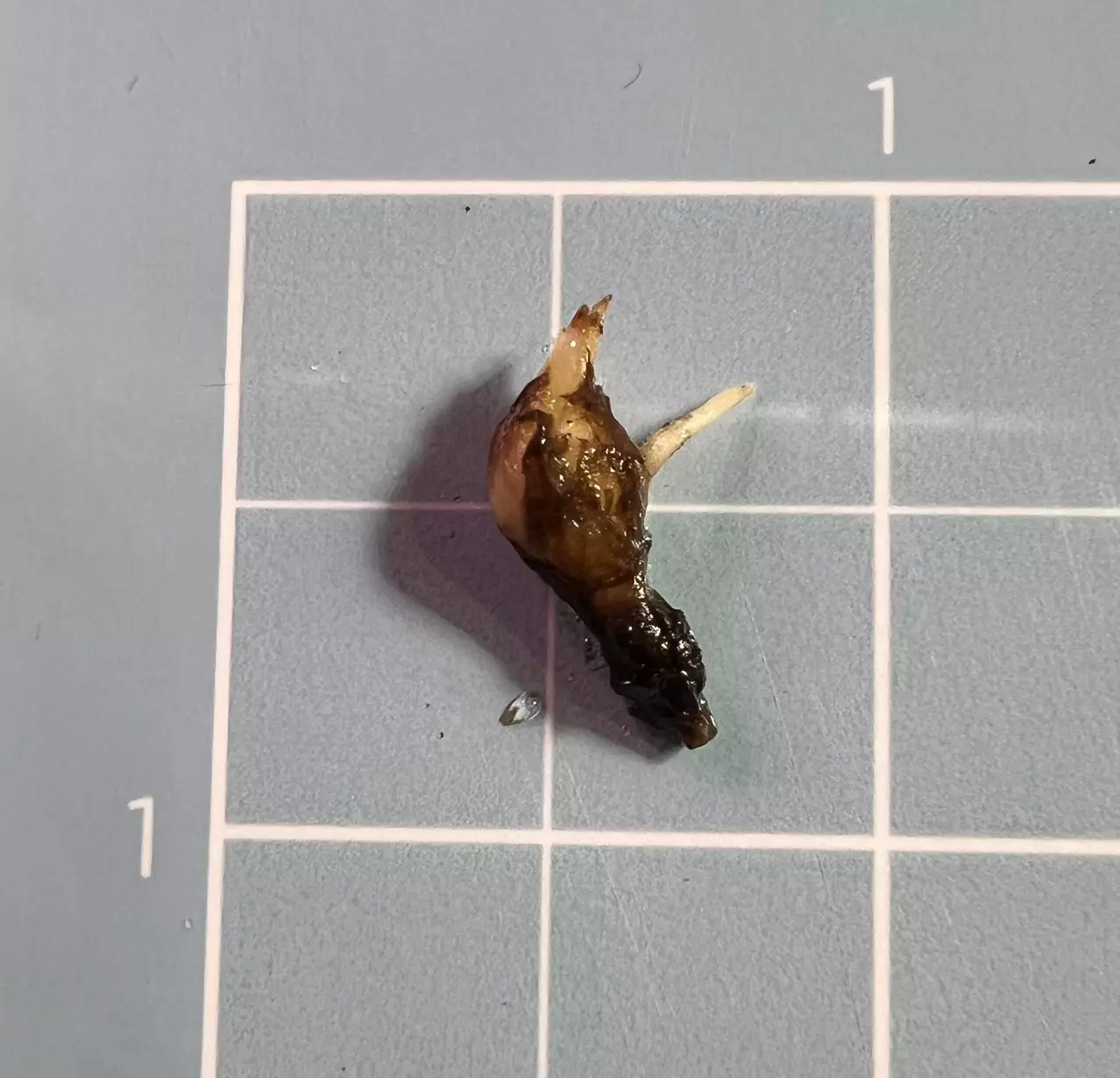 plant/Corm A - Aurea Variegated Alocasia Silver Dragon-1