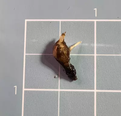 plant/Corm A - Aurea Variegated Alocasia Silver Dragon-1-thumbnail