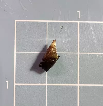 plant/Corm A - Albo Variegated Alocasia Brancifolia-2-thumbnail