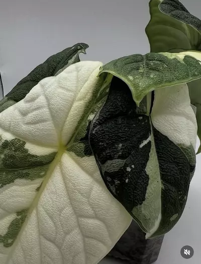 plant/Alocasia Melo Albo Corm-1-thumbnail
