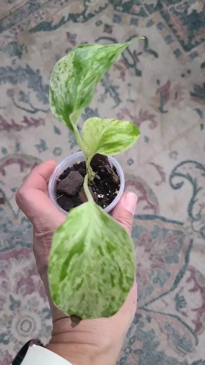 plant/Marble Queen Pothos 2" 12-041-0-thumbnail