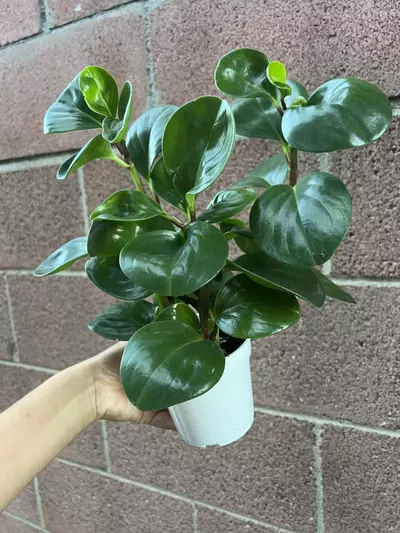 plant/4” Peperomia Green-1-thumbnail