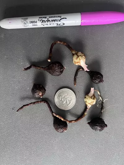 plant/Alocasia Black Velvet Pink Corms-5-thumbnail