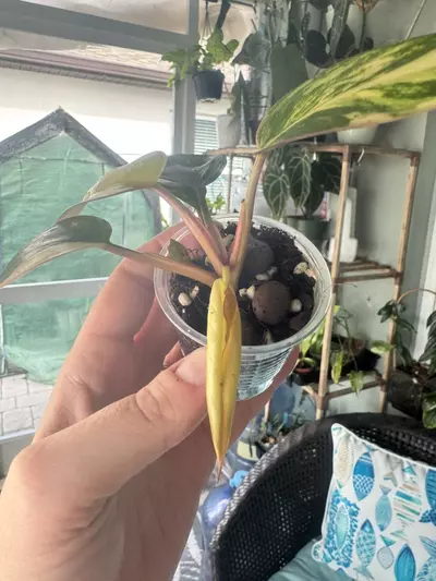 plant/Philodendron Red Congo Variegated-1-thumbnail