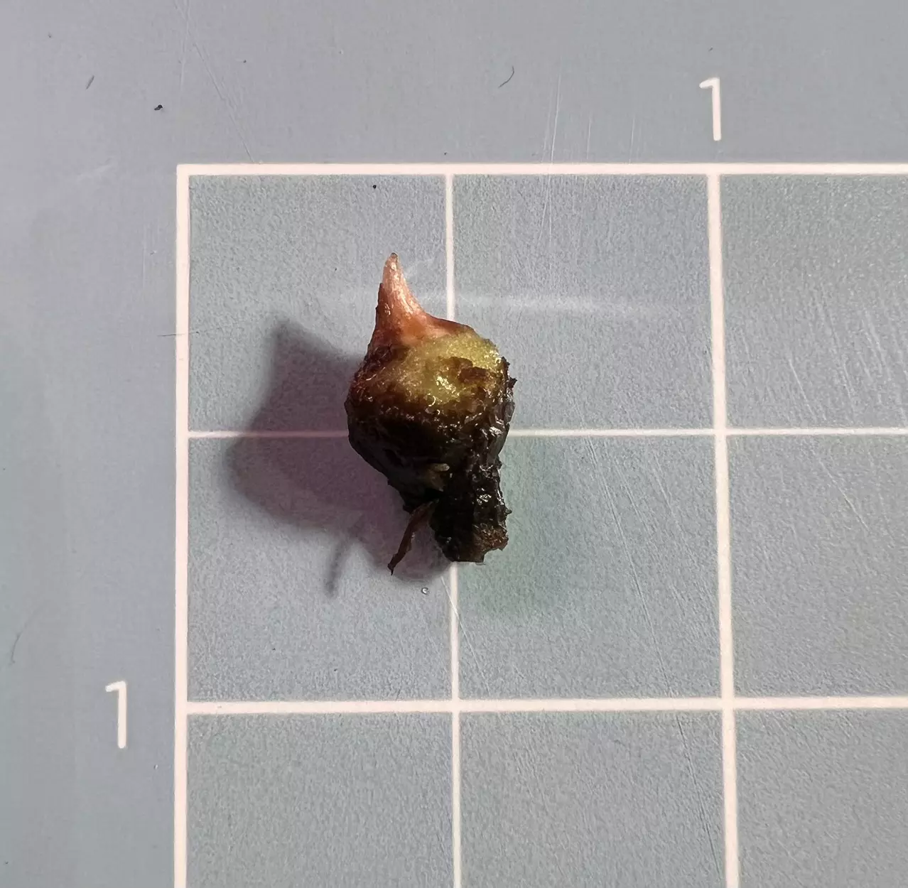 plant/Corm A - Pink Variegated Alocasia Black Velvet-2