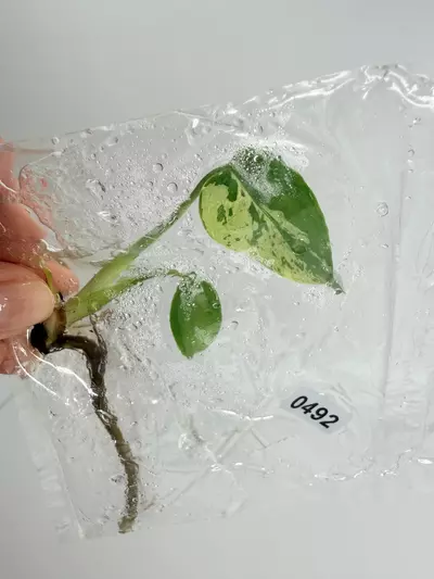 plant/TC Bulbasaur 0492-0-thumbnail