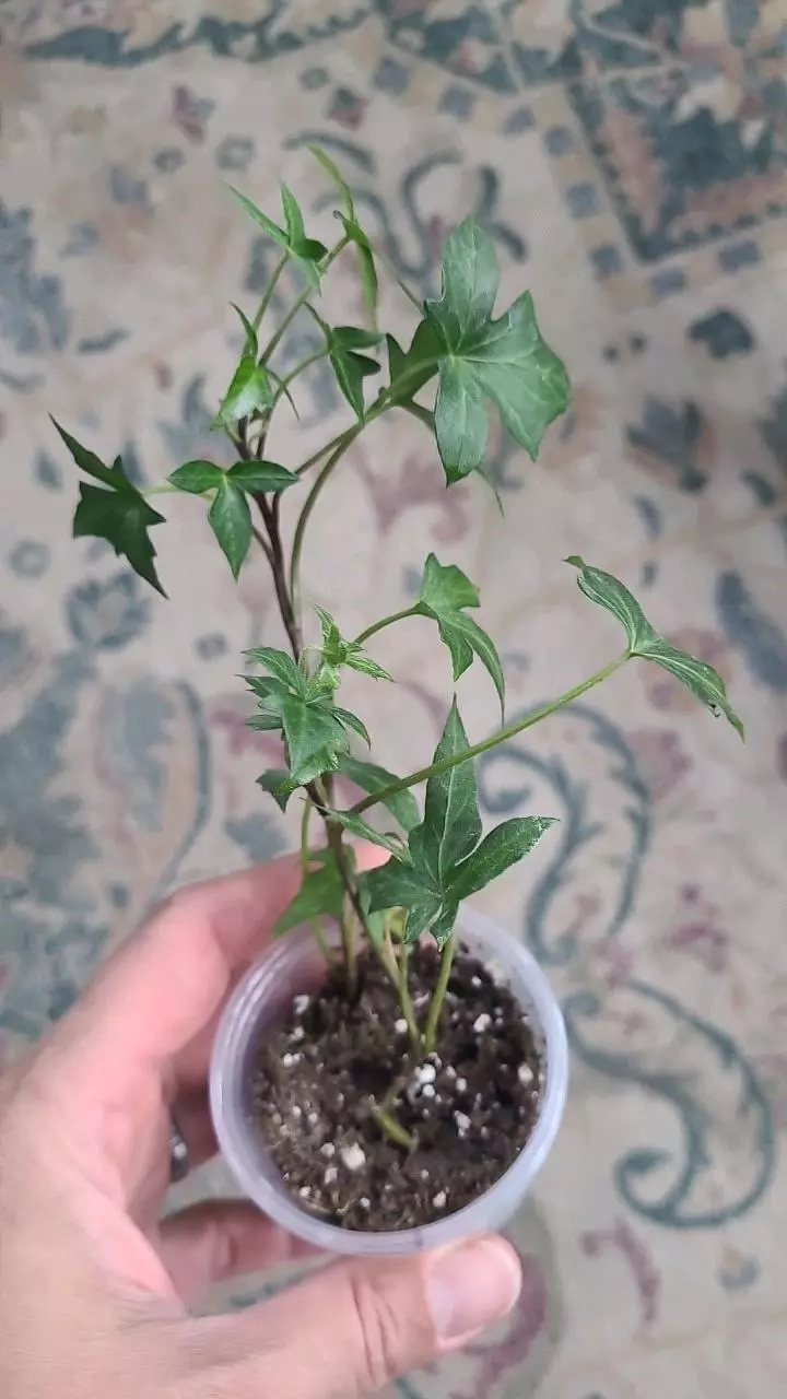 plant/Florida Ivy 2" 12-050-0