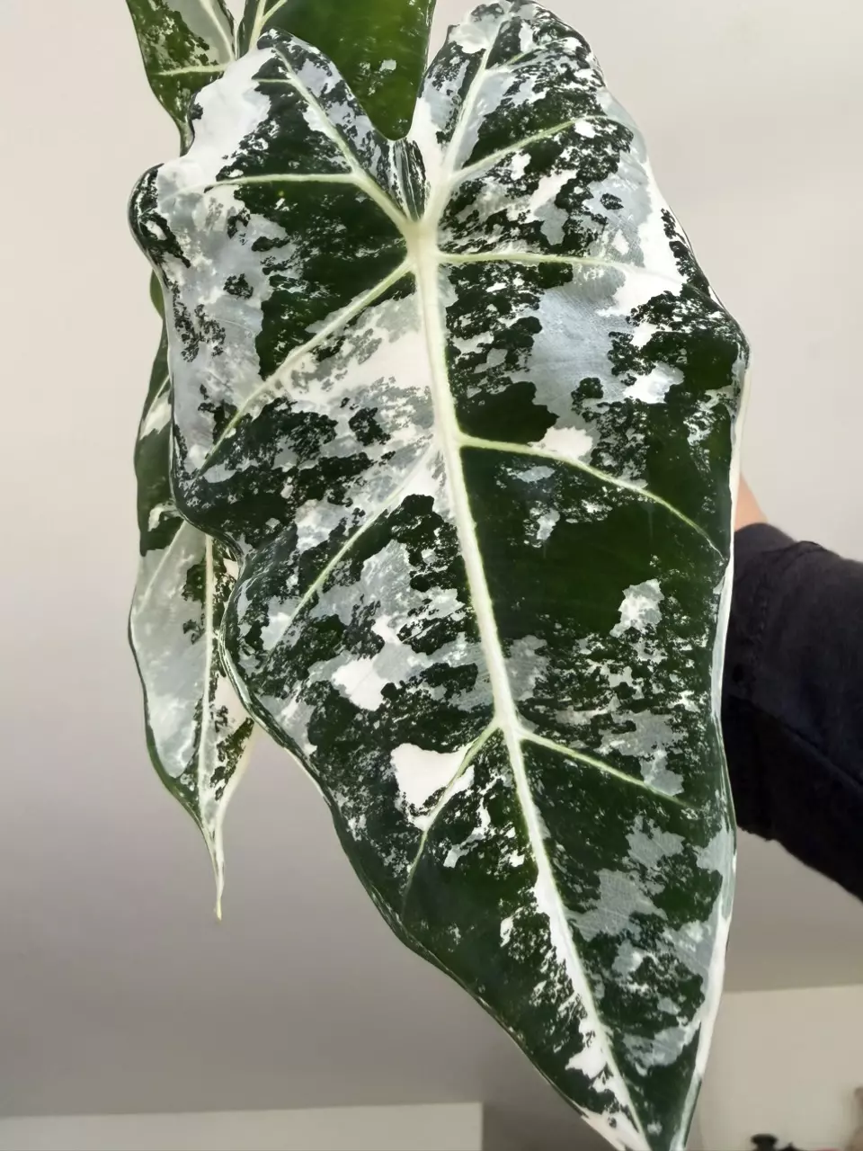 plant/Alocasia Frydek Corm-0