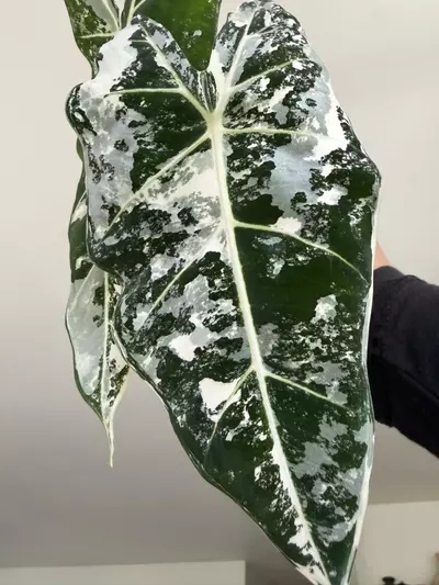 plant/Alocasia Frydek Corm-0-thumbnail