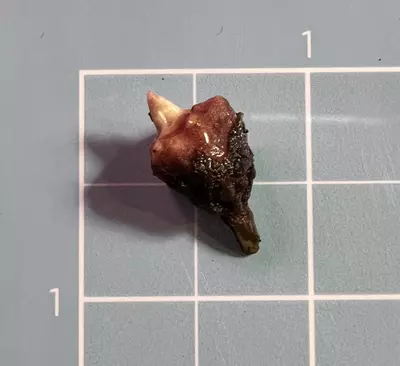 plant/Corm B - Aurea Variegated Alocasia Psuedo Sanderiana-2-thumbnail