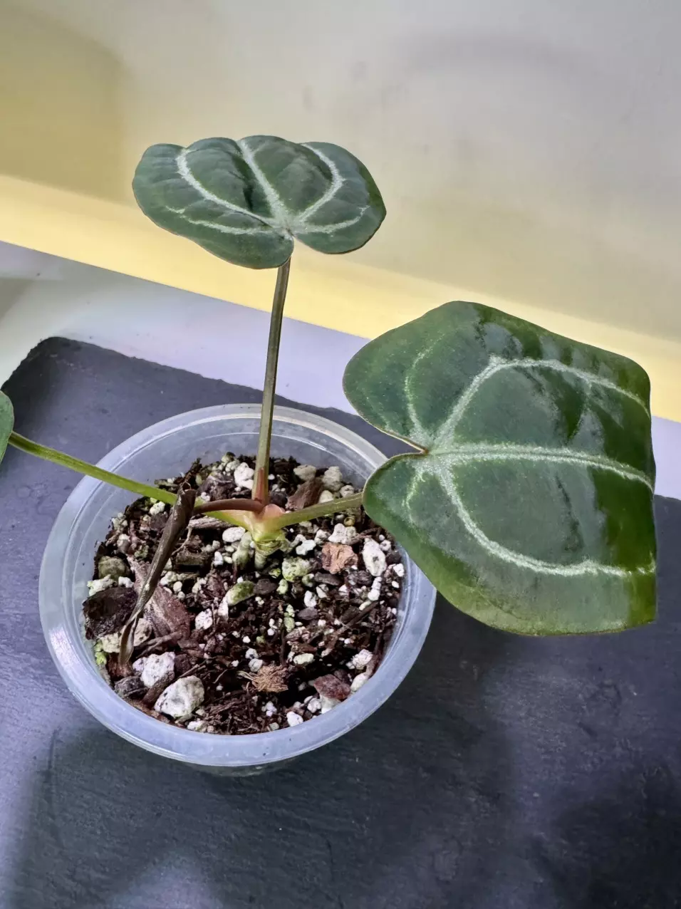 plant/Anthurium Michelle x Tim Anderson Black x Villeaorum-1