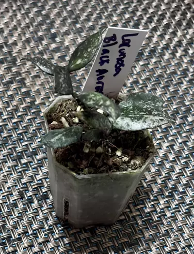 plant/Hoya Lacunosa Black Aurora-0-thumbnail