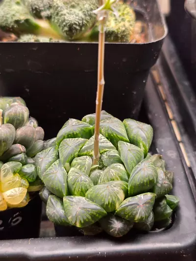 plant/Haworthia OB1 Variegated-0-thumbnail
