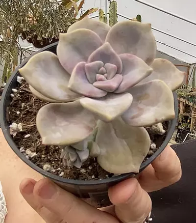 plant/Grapto Superbum 3” was $7-0-thumbnail