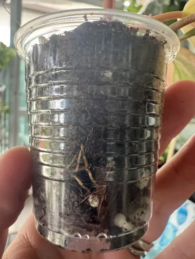 plant/Philodendron Red Congo Variegated-2-thumbnail