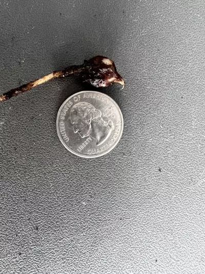 plant/Alocasia Melo Albo Corm-7-thumbnail