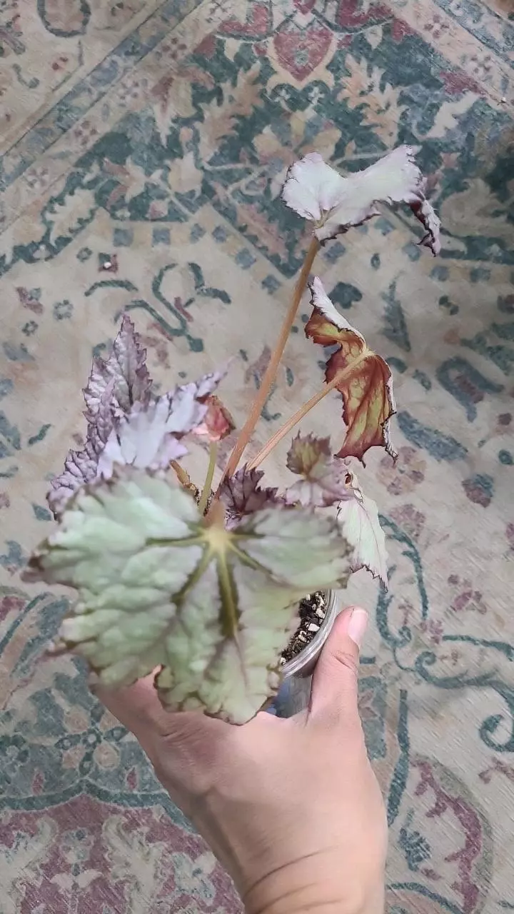 plant/White Rex Begonia 3.25" 12-049-0