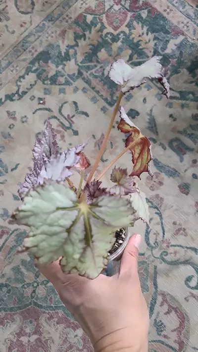 plant/White Rex Begonia 3.25" 12-049-0-thumbnail