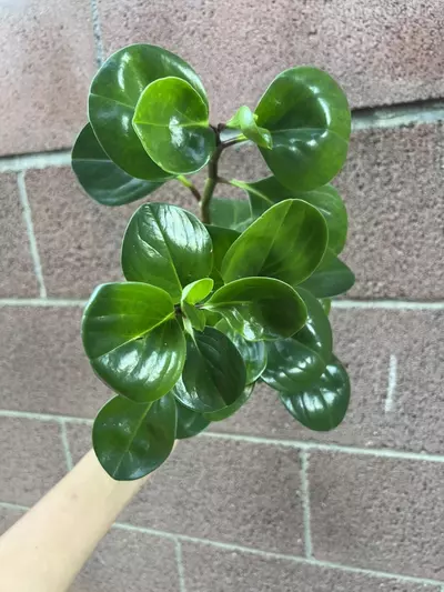 plant/4” Peperomia Green-0-thumbnail