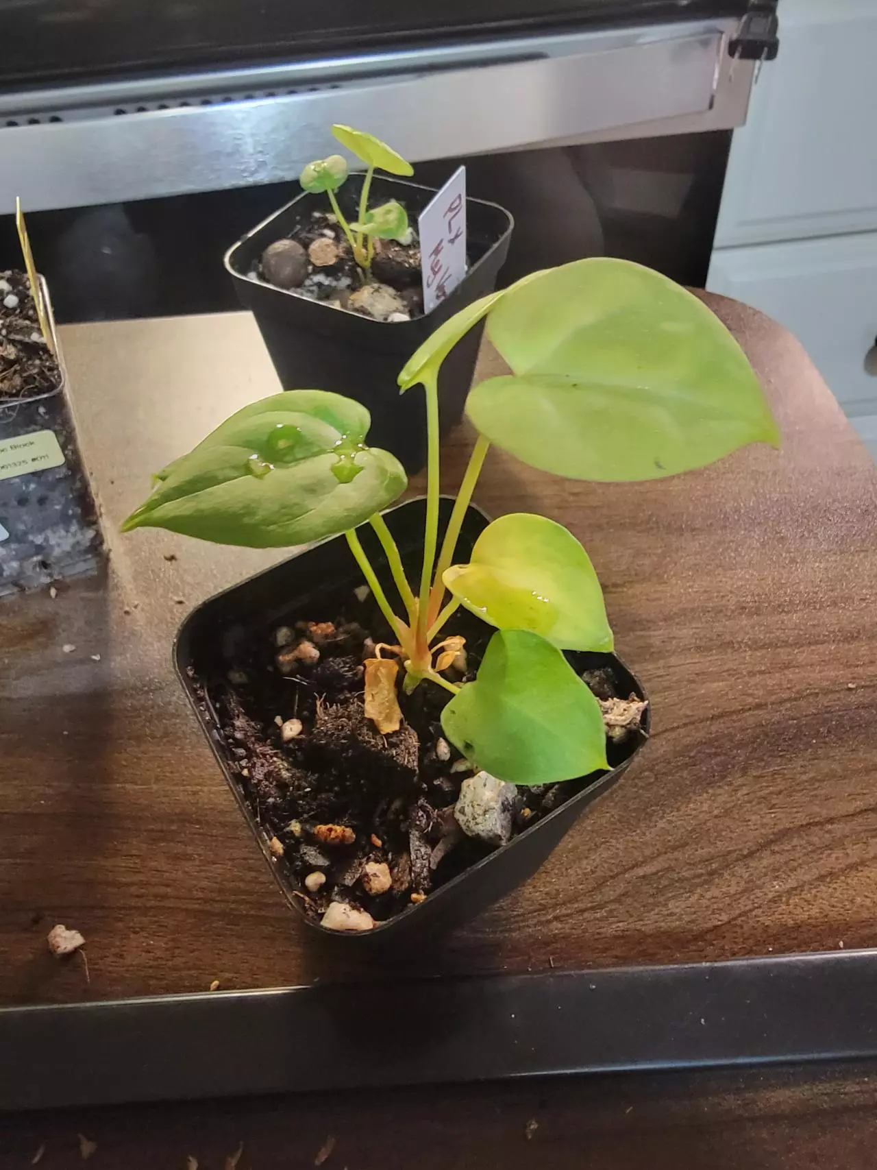 plant/Anthurium Clarinervium-1