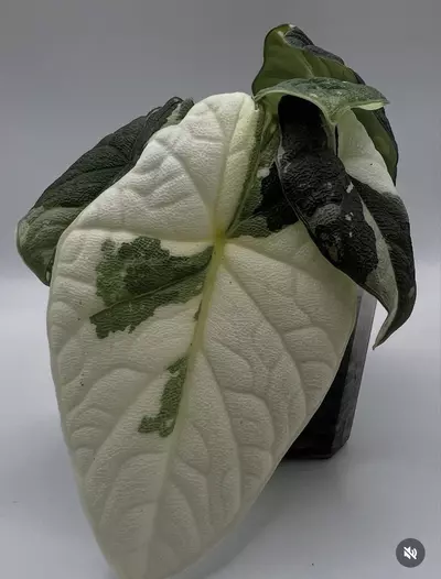 plant/Alocasia Melo Albo Corm-4-thumbnail