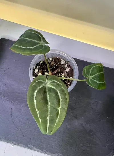 plant/Anthurium Michelle x Tim Anderson Black x Villeaorum-0-thumbnail