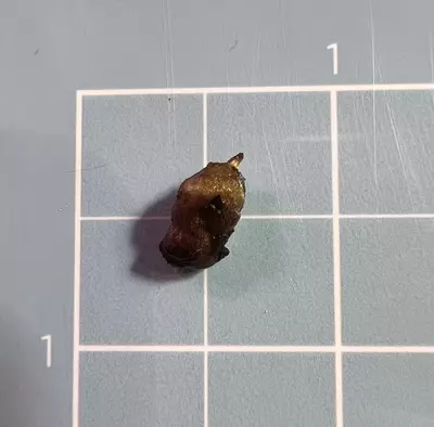 plant/Corm B - Albo Variegated Alocasia Brancifolia-2-thumbnail