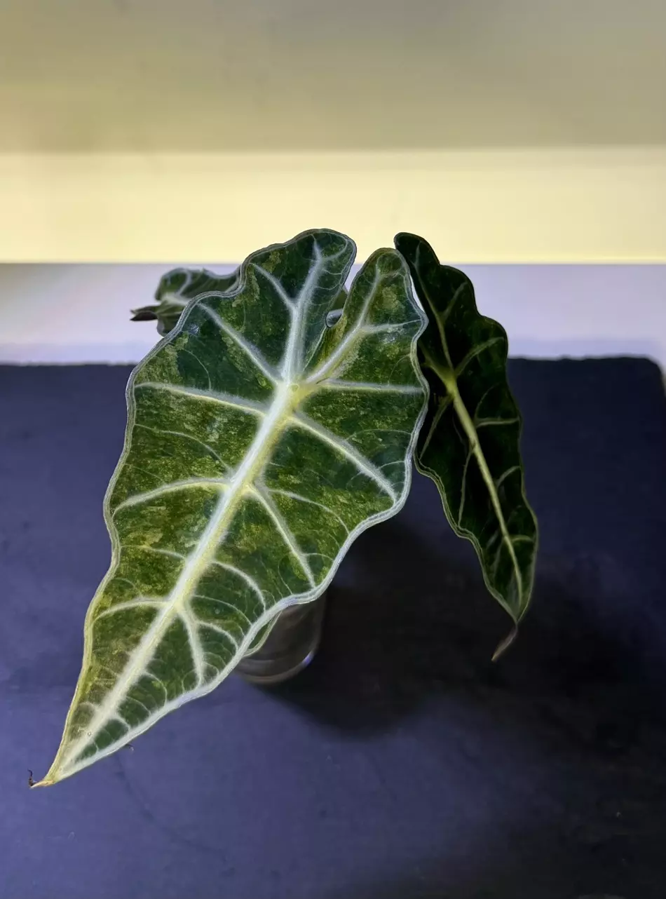 plant/Alocasia Amazonica Aurea CORM-0