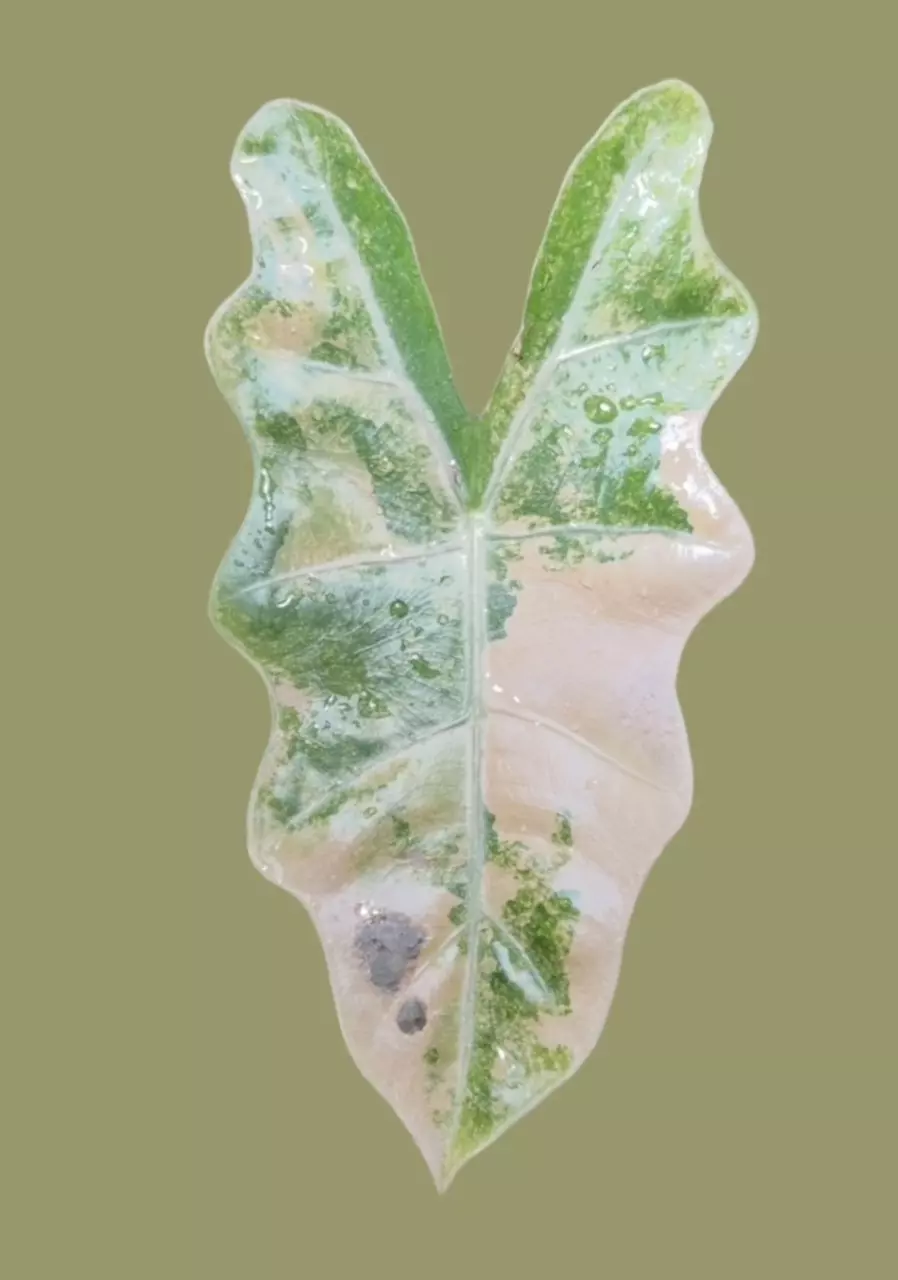 plant/Corm A - Aurea Variegated Alocasia Psuedo Sanderiana-1