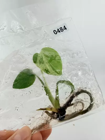 plant/TC Bulbasaur 0484-0-thumbnail