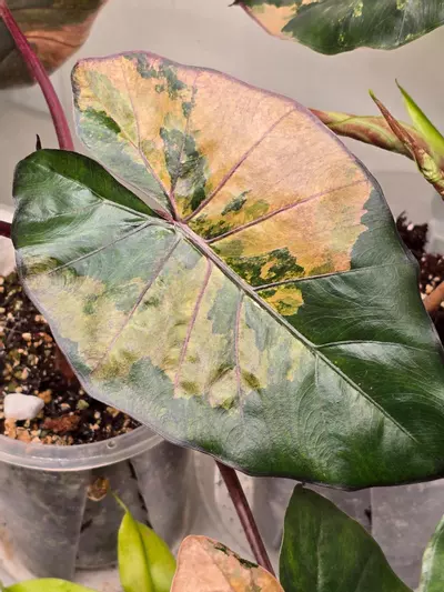 plant/Alocasia Yucutan Princess Tricolor sprouting corm-2-thumbnail