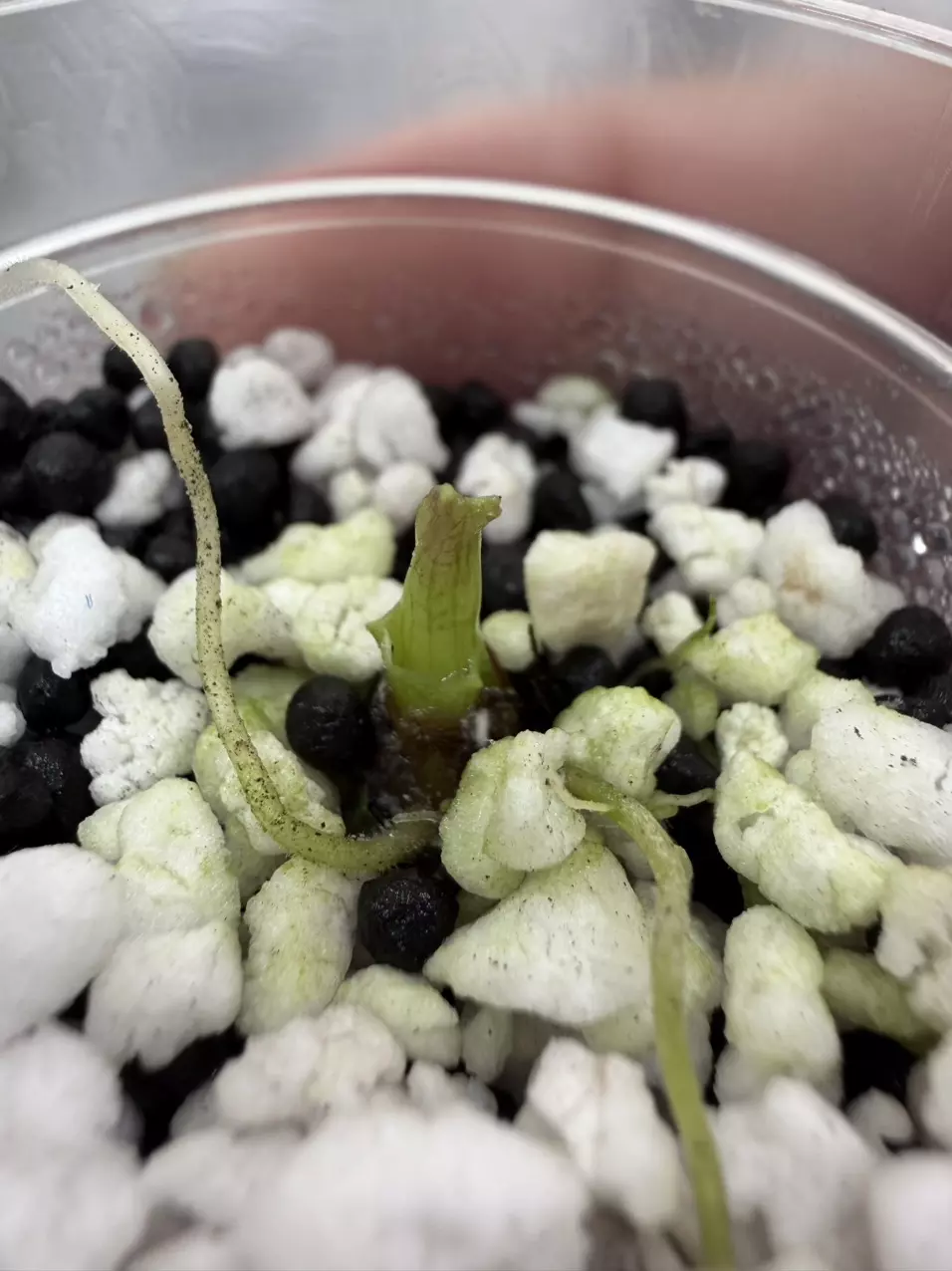 plant/Alocasia Platinum Aurea-1