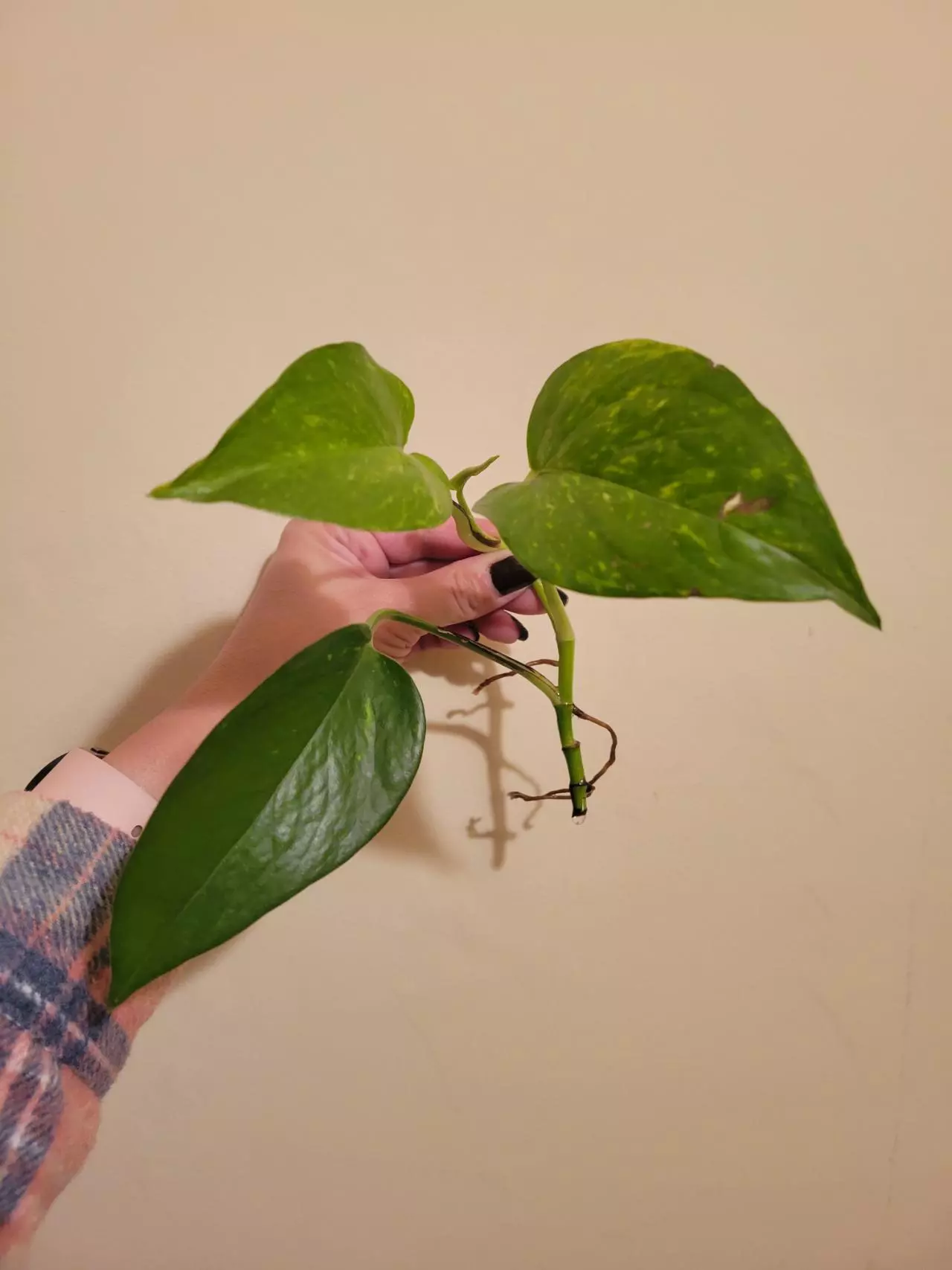 plant/Hawaiian Pothos Rooted Cutting-0